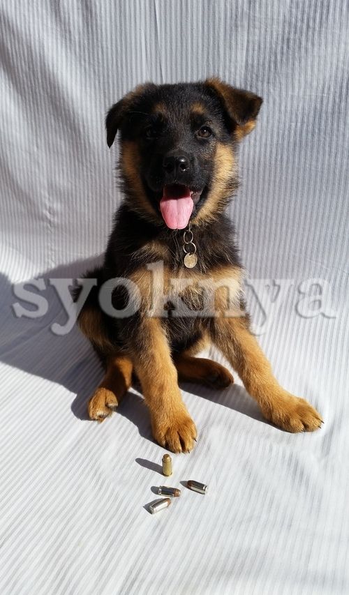 Sell Lovely German Shepherd Puppies For New Homes